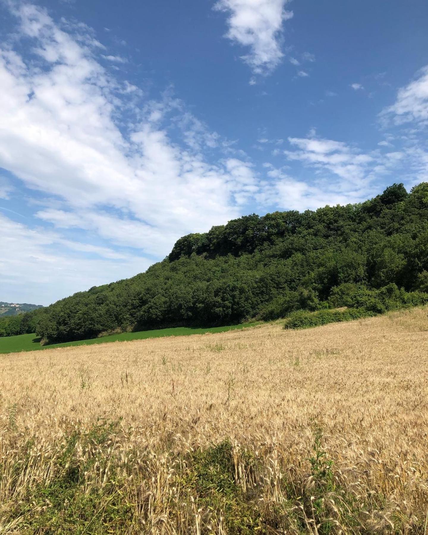 Agriturismo L'Esinante Cupramontana Exteriér fotografie